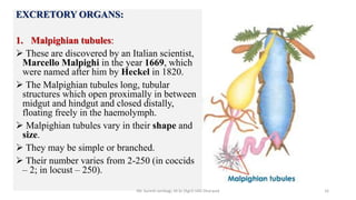 EXCRETORY ORGANS:
1. Malpighian tubules:
 These are discovered by an Italian scientist,
Marcello Malpighi in the year 1669, which
were named after him by Heckel in 1820.
 The Malpighian tubules long, tubular
structures which open proximally in between
midgut and hindgut and closed distally,
floating freely in the haemolymph.
 Malpighian tubules vary in their shape and
size.
 They may be simple or branched.
 Their number varies from 2-250 (in coccids
– 2; in locust – 250).
Mr. Suresh Jambagi, M.Sc (Agri) UAS Dharwad 16
 