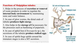 Functions of Malpighian tubules:
1. Helps in the process of excretion or removal
of waste products in order to regulate the
internal body environment by maintaining
ionic and water balance.
2. In case of glow worms, the distal ends of
tubules produces light energy.
3. Also helps in the storage of Ca necessary for
the processes such as hardening of puparium.
4. In case of aphid lion (Chrysoperla sp.), the
secretions of the tubules produce stalked eggs.
5. In case of spittle bugs spittle around the
immature stages is also a MT secretion.
Mr. Suresh Jambagi, M.Sc (Agri) UAS Dharwad 18
 