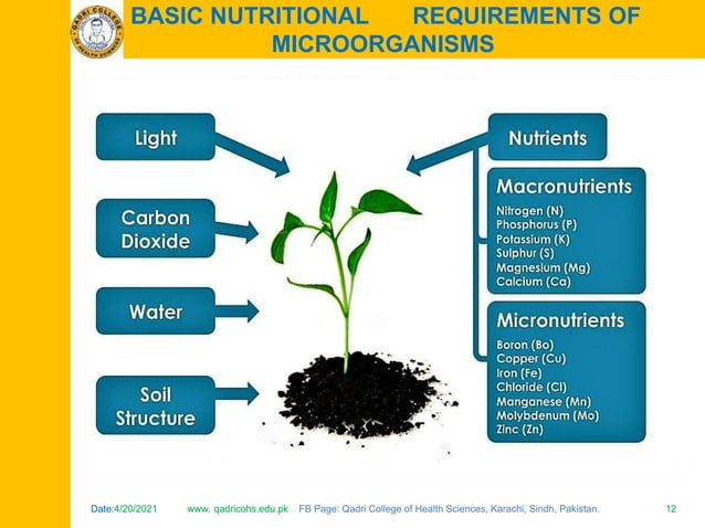 Picture Idea: Nutritional Requirements Of Microorganisms