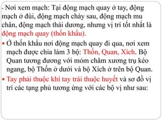 - Nơi xem mạch: Tại động mạch quay ở tay, động
mạch ở đùi, động mạch chày sau, động mạch mu
chân, động mạch thái dương, nhưng vị trí tốt nhất là
động mạch quay (thốn khẩu).
 Ở thốn khẩu nơi động mạch quay đi qua, nơi xem
mạch được chia làm 3 bộ: Thốn, Quan, Xích. Bộ
Quan tương đương với mỏm châm xương trụ kéo
ngang, bộ Thốn ở dưới và bộ Xích ở trên bộ Quan.
 Tay phải thuộc khí tay trái thuộc huyết và sơ đồ vị
trí các tạng phủ tương ứng với các bộ vị như sau:
 