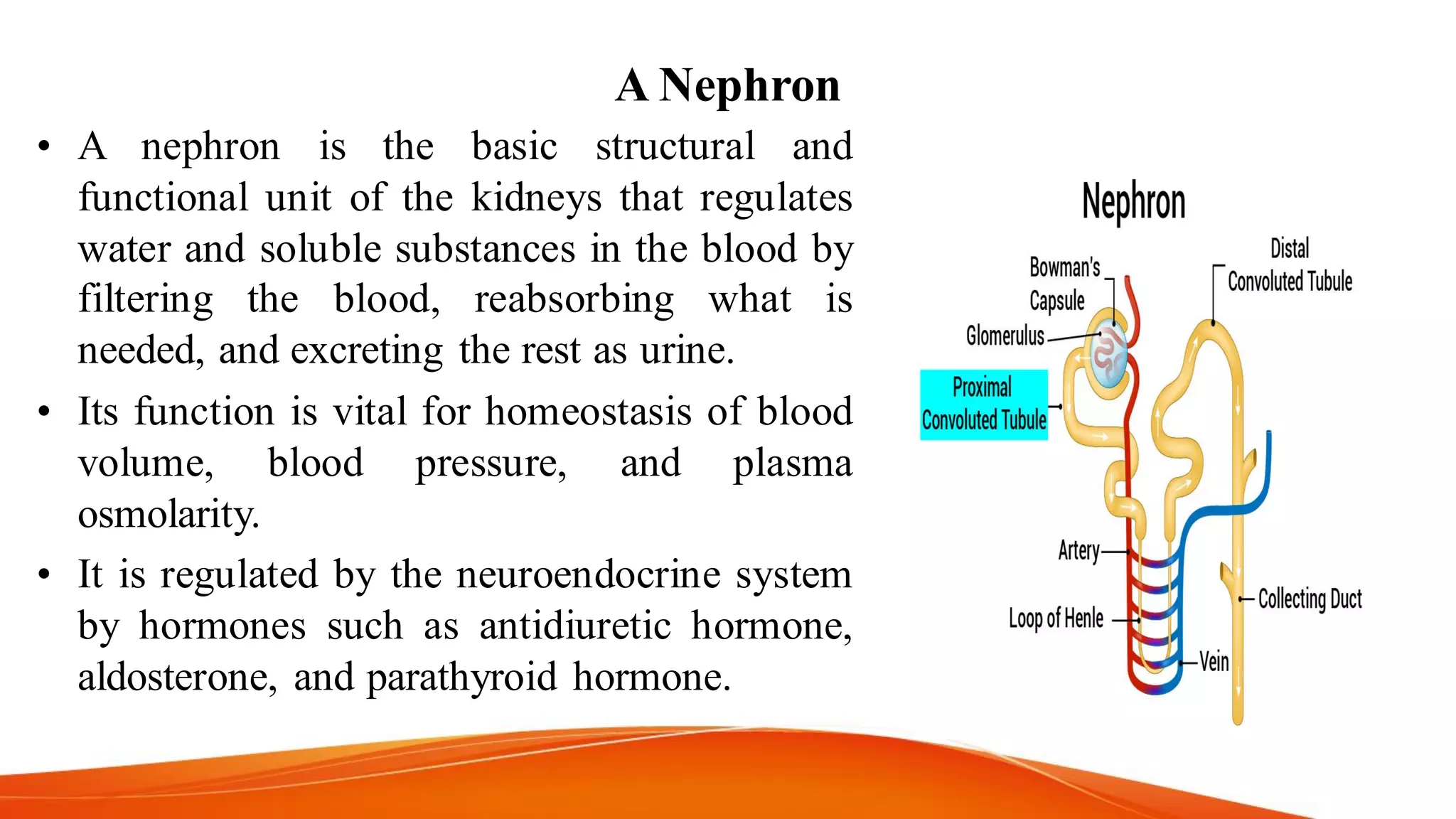 A Nephron
• A nephron is the basic structural and
functional unit of the kidneys that regulates
water and soluble substances in the blood by
filtering the blood, reabsorbing what is
needed, and excreting the rest as urine.
• Its function is vital for homeostasis of blood
volume, blood pressure, and plasma
osmolarity.
• It is regulated by the neuroendocrine system
by hormones such as antidiuretic hormone,
aldosterone, and parathyroid hormone.
 
