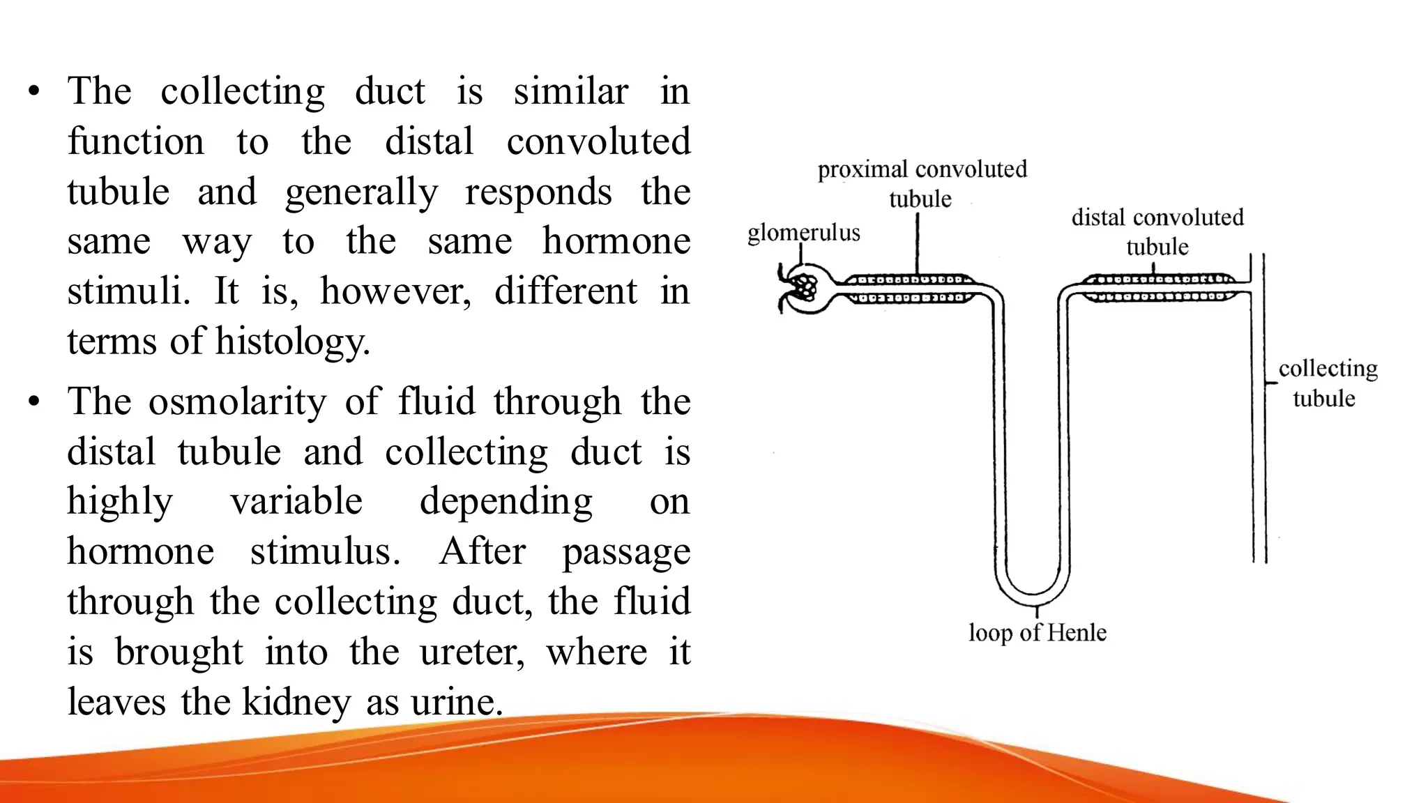 • The collecting duct is similar in
function to the distal convoluted
tubule and generally responds the
same way to the same hormone
stimuli. It is, however, different in
terms of histology.
• The osmolarity of fluid through the
distal tubule and collecting duct is
highly variable depending on
hormone stimulus. After passage
through the collecting duct, the fluid
is brought into the ureter, where it
leaves the kidney as urine.
 