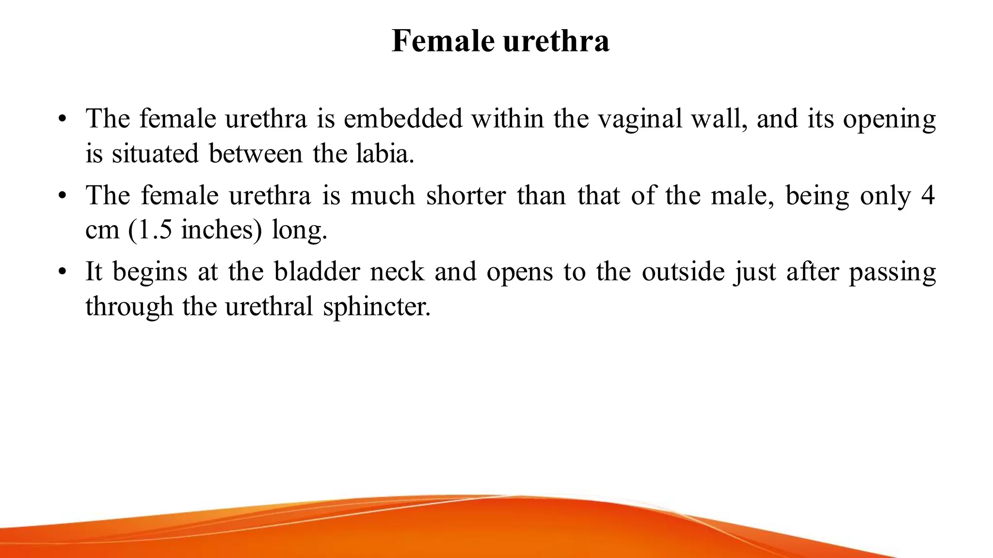 Female urethra
• The female urethra is embedded within the vaginal wall, and its opening
is situated between the labia.
• The female urethra is much shorter than that of the male, being only 4
cm (1.5 inches) long.
• It begins at the bladder neck and opens to the outside just after passing
through the urethral sphincter.
 