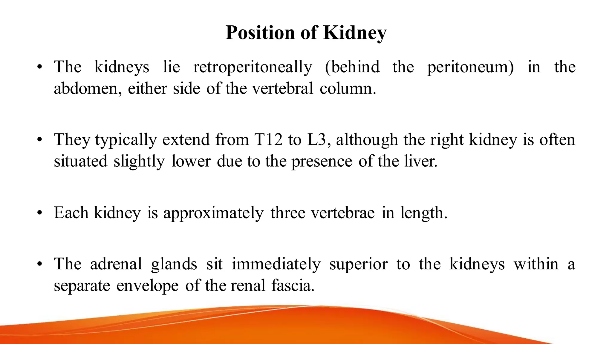 Position of Kidney
• The kidneys lie retroperitoneally (behind the peritoneum) in the
abdomen, either side of the vertebral column.
• They typically extend from T12 to L3, although the right kidney is often
situated slightly lower due to the presence of the liver.
• Each kidney is approximately three vertebrae in length.
• The adrenal glands sit immediately superior to the kidneys within a
separate envelope of the renal fascia.
 