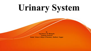 Urinary System
By
Yogeshwary M. Bhongade
Assistant Professor
Kamla Neharu College of Pharmacy, Butibori, Nagpur
 