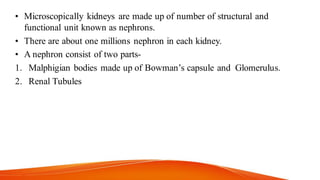 • Microscopically kidneys are made up of number of structural and
functional unit known as nephrons.
• There are about one millions nephron in each kidney.
• A nephron consist of two parts-
1. Malphigian bodies made up of Bowman’s capsule and Glomerulus.
2. Renal Tubules
 