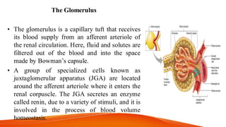 The Glomerulus
• The glomerulus is a capillary tuft that receives
its blood supply from an afferent arteriole of
the renal circulation. Here, fluid and solutes are
filtered out of the blood and into the space
made by Bowman’s capsule.
• A group of specialized cells known as
juxtaglomerular apparatus (JGA) are located
around the afferent arteriole where it enters the
renal corpuscle. The JGA secretes an enzyme
called renin, due to a variety of stimuli, and it is
involved in the process of blood volume
homeostasis.
 