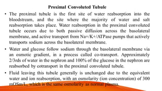 Proximal Convoluted Tubule
• The proximal tubule is the first site of water reabsorption into the
bloodstream, and the site where the majority of water and salt
reabsorption takes place. Water reabsorption in the proximal convoluted
tubule occurs due to both passive diffusion across the basolateral
membrane, and active transport from Na+/K+/ATPase pumps that actively
transports sodium across the basolateral membrane.
• Water and glucose follow sodium through the basolateral membrane via
an osmotic gradient, in a process called co-transport. Approximately
2/3rds of water in the nephron and 100% of the glucose in the nephron are
reabsorbed by cotransport in the proximal convoluted tubule.
• Fluid leaving this tubule generally is unchanged due to the equivalent
water and ion reabsorption, with an osmolarity (ion concentration) of 300
mOSm/L, which is the same osmolarity as normal plasma.
 