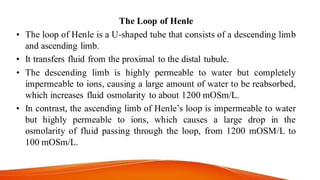 The Loop of Henle
• The loop of Henle is a U-shaped tube that consists of a descending limb
and ascending limb.
• It transfers fluid from the proximal to the distal tubule.
• The descending limb is highly permeable to water but completely
impermeable to ions, causing a large amount of water to be reabsorbed,
which increases fluid osmolarity to about 1200 mOSm/L.
• In contrast, the ascending limb of Henle’s loop is impermeable to water
but highly permeable to ions, which causes a large drop in the
osmolarity of fluid passing through the loop, from 1200 mOSM/L to
100 mOSm/L.
 