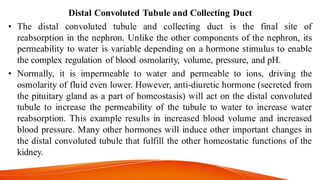 Distal Convoluted Tubule and Collecting Duct
• The distal convoluted tubule and collecting duct is the final site of
reabsorption in the nephron. Unlike the other components of the nephron, its
permeability to water is variable depending on a hormone stimulus to enable
the complex regulation of blood osmolarity, volume, pressure, and pH.
• Normally, it is impermeable to water and permeable to ions, driving the
osmolarity of fluid even lower. However, anti-diuretic hormone (secreted from
the pituitary gland as a part of homeostasis) will act on the distal convoluted
tubule to increase the permeability of the tubule to water to increase water
reabsorption. This example results in increased blood volume and increased
blood pressure. Many other hormones will induce other important changes in
the distal convoluted tubule that fulfill the other homeostatic functions of the
kidney.
 
