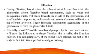 Filtration
• During filtration, blood enters the afferent arteriole and flows into the
glomerulus where filterable blood components, such as water and
nitrogenous waste, will move towards the inside of the glomerulus, and
nonfilterable components, such as cells and serum albumins, will exit via
the efferent arteriole. These filterable components accumulate in the
glomerulus to form the glomerular filtrate.
• Normally, about 20% of the total blood pumped by the heart each minute
will enter the kidneys to undergo filtration; this is called the filtration
fraction. The remaining 80% of the blood flows through the rest of the
body to facilitate tissue perfusion and gas exchange.
 