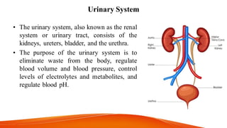Urinary System
• The urinary system, also known as the renal
system or urinary tract, consists of the
kidneys, ureters, bladder, and the urethra.
• The purpose of the urinary system is to
eliminate waste from the body, regulate
blood volume and blood pressure, control
levels of electrolytes and metabolites, and
regulate blood pH.
 