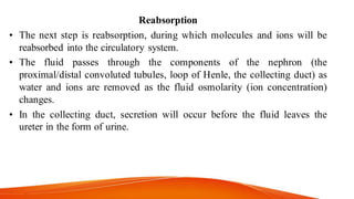 Reabsorption
• The next step is reabsorption, during which molecules and ions will be
reabsorbed into the circulatory system.
• The fluid passes through the components of the nephron (the
proximal/distal convoluted tubules, loop of Henle, the collecting duct) as
water and ions are removed as the fluid osmolarity (ion concentration)
changes.
• In the collecting duct, secretion will occur before the fluid leaves the
ureter in the form of urine.
 