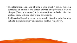 • The other main component of urine is urea, a highly soluble molecule
composed of ammonia and carbon dioxide, and provides a way for
nitrogen (found in ammonia) to be removed from the body. Urine also
contains many salts and other waste components.
• Red blood cells and sugar are not normally found in urine but may
indicate glomerulus injury and diabetes mellitus respectively.
 
