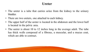 Ureter
• The ureter is a tube that carries urine from the kidney to the urinary
bladder.
• There are two ureters, one attached to each kidney.
• The upper half of the ureter is located in the abdomen and the lower half
is located in the pelvic area.
• The ureter is about 10 to 12 inches long in the average adult. The tube
has thick walls composed of a fibrous, a muscular, and a mucus coat,
which are able to contract.
 