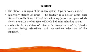 Bladder
• The bladder is an organ of the urinary system. It plays two main roles:
• Temporary storage of urine – the bladder is a hollow organ with
distensible walls. It has a folded internal lining (known as rugae), which
allows it to accommodate up to 400-600ml of urine in healthy adults.
• Assists in the expulsion of urine – the musculature of the bladder
contracts during micturition, with concomitant relaxation of the
sphincters.
 