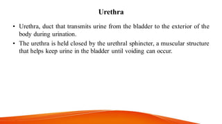 Urethra
• Urethra, duct that transmits urine from the bladder to the exterior of the
body during urination.
• The urethra is held closed by the urethral sphincter, a muscular structure
that helps keep urine in the bladder until voiding can occur.
 
