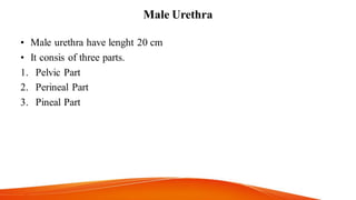 Male Urethra
• Male urethra have lenght 20 cm
• It consis of three parts.
1. Pelvic Part
2. Perineal Part
3. Pineal Part
 
