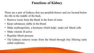 Functions of Kidney
There are a pair of kidneys that are purplish-brown and are located below
the ribs in the middle of the back.
• Remove waste from the blood in the form of urine
• Keep substances stable in the blood
• Make erythropoietin, a hormone which helps make red blood cells
• Make vitamin D active
• Regulate blood pressure
• The kidneys remove waste from the blood through tiny filtering units
called nephrons.
 