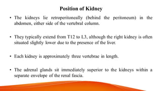Position of Kidney
• The kidneys lie retroperitoneally (behind the peritoneum) in the
abdomen, either side of the vertebral column.
• They typically extend from T12 to L3, although the right kidney is often
situated slightly lower due to the presence of the liver.
• Each kidney is approximately three vertebrae in length.
• The adrenal glands sit immediately superior to the kidneys within a
separate envelope of the renal fascia.
 