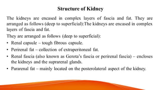 Structure of Kidney
The kidneys are encased in complex layers of fascia and fat. They are
arranged as follows (deep to superficial):The kidneys are encased in complex
layers of fascia and fat.
They are arranged as follows (deep to superficial):
• Renal capsule – tough fibrous capsule.
• Perirenal fat – collection of extraperitoneal fat.
• Renal fascia (also known as Gerota’s fascia or perirenal fascia) – encloses
the kidneys and the suprarenal glands.
• Pararenal fat – mainly located on the posterolateral aspect of the kidney.
 