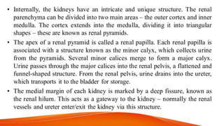 • Internally, the kidneys have an intricate and unique structure. The renal
parenchyma can be divided into two main areas – the outer cortex and inner
medulla. The cortex extends into the medulla, dividing it into triangular
shapes – these are known as renal pyramids.
• The apex of a renal pyramid is called a renal papilla. Each renal papilla is
associated with a structure known as the minor calyx, which collects urine
from the pyramids. Several minor calices merge to form a major calyx.
Urine passes through the major calices into the renal pelvis, a flattened and
funnel-shaped structure. From the renal pelvis, urine drains into the ureter,
which transports it to the bladder for storage.
• The medial margin of each kidney is marked by a deep fissure, known as
the renal hilum. This acts as a gateway to the kidney – normally the renal
vessels and ureter enter/exit the kidney via this structure.
 