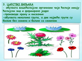 3. ЦАРСТВО БИЉАКА
- обухвата вишећелијске организме чије ћелије имају
ћелијски зид и формирано једро
-производе храну и кисеоник
-обухвата неколико група, а две највеће групе су
биљке без семена и биљке са семеном
 