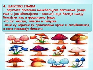 4. ЦАРСТВО ГЉИВА
- обухвата претежно вишећелијске организме (мада
има и једноћелијских – квасци) чије ћелије имају
ћелијски зид и формирано једро
-то су: квасци, плесни и печурке
-неке су корисне (у производњи хране и антибиотика),
а неке изазивају болести
 