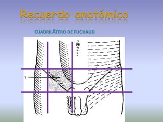 CUADRILÁTERO DE FUCHAUD
Recuerdo anatómico
 