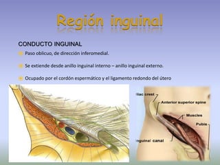 CONDUCTO INGUINAL
⦿ Paso oblicuo, de dirección inferomedial.
⦿ Se extiende desde anillo inguinal interno – anillo inguinal externo.
⦿ Ocupado por el cordón espermático y el ligamento redondo del útero
Región inguinal
 