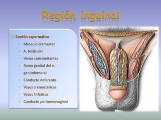  Cordón espermático
• Musculo cremaster
• A. testicular
• Venas concomitantes
• Ramo genital del n.
genitofemoral
• Conducto deferente
• Vasos cremastéricos
• Vasos linfáticos
• Conducto peritoneovaginal
Región inguinal
 