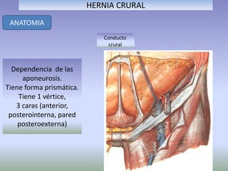 HERNIA CRURAL
ANATOMIA
Conducto
crural
Dependencia de las
aponeurosis.
Tiene forma prismática.
Tiene 1 vértice,
3 caras (anterior,
posterointerna, pared
posteroexterna)
 