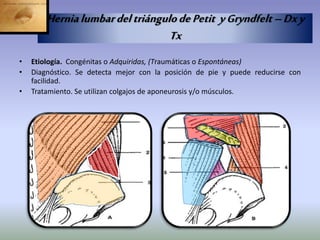 • Etiología. Congénitas o Adquiridas, (Traumáticas o Espontáneas)
• Diagnóstico. Se detecta mejor con la posición de pie y puede reducirse con
facilidad.
• Tratamiento. Se utilizan colgajos de aponeurosis y/o músculos.
HernialumbardeltriángulodePetit yGryndfelt–Dxy
Tx
 