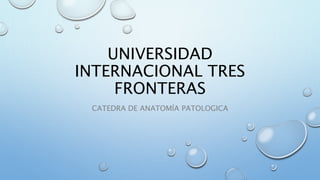 UNIVERSIDAD
INTERNACIONAL TRES
FRONTERAS
CATEDRA DE ANATOMÍA PATOLOGICA
 