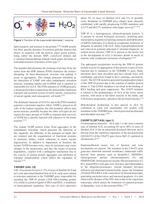 The Main Molecular Bases of Amyotrophic Lateral Sclerosis: An ...