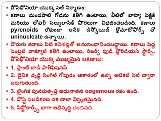  పో సిఫో నియా యొక్క సెల్ నిరాోణం:
 క్ణాలక మంద్పాటి గ్ోడన క్లిగ్ర ఉంటాయి, వీటిలో బాహూ పెకిిక్స
మరరయు లోపలి సెలకూలాసిక్స పొ రలకగ్ా విభజంచబడింద. క్ణాలక
pyrenoids లేక్కండా అన్ేక్ డిస్ో కయిడ్ కోిమాటోఫో ర్సి తో
uninucleate ఉన్ాియి.
 పొ రుగు క్ణాలక పిట్ క్న్ెక్షనలతో అన సంధానించబడా
ా యి. క్ణాలక పెద్ద
సెంటాల్ వాక్యూల్ క్లిగ్ర ఉంటాయి. రరజర్సవ ఫుడ్ ఫ్ోల రరడియన్ స్ా
ి ర్సి.
పో సిఫో నియా యొక్క ముఖూమైన లక్షణాలక:
 1. పా
ల ంట్ బాడీ పాలిఫిష్నస్.
 2. దైవిక్ వృది సింగ్రల్ గ్ోపురం ఆకారంలో ఉని అటిక్ల్ సెల్ దావరా
జరుగుతుంద.
 3. లెైంగ్రక్ పునరుతపతిా అధ్ న్ాతన oogamous రక్ం ఉంద.
 4. పో స్ి ఫలదీక్రణ ద్శ చాలా విసాృతమైనద.
 5. సిస్ోి కార్సప్ బాగ్ా అభివృది చెందినది.
 