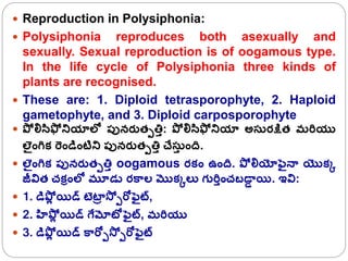  Reproduction in Polysiphonia:
 Polysiphonia reproduces both asexually and
sexually. Sexual reproduction is of oogamous type.
In the life cycle of Polysiphonia three kinds of
plants are recognised.
 These are: 1. Diploid tetrasporophyte, 2. Haploid
gametophyte, and 3. Diploid carposporophyte
 పో లిసిఫో నియాలో పునరుతపతిా: పో లిసిఫో నియా అస రక్షిత మరరయు
లెైంగ్రక్ రండింటిని పునరుతపతిా చేసా ంద.
 లెైంగ్రక్ పునరుతపతిా oogamous రక్ం ఉంద. పో లియోఫెైన్ా యొక్క
జీవిత చక్ింలో మూడల రకాల మొక్కలక గురరాంచబడా
ా యి. ఇవి:
 1. డిపోల యిడ్ టెటా
ా స్ో పరోఫెైట్,
 2. హపోల యిడ్ గ్ేమోటోఫెైట్, మరరయు
 3. డిపోల యిడ్ కారోపస్ో పరోఫెైట్
 