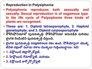 6. polysiphonia