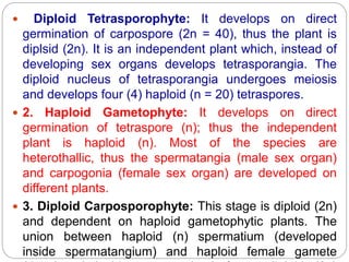  Diploid Tetrasporophyte: It develops on direct
germination of carpospore (2n = 40), thus the plant is
diplsid (2n). It is an independent plant which, instead of
developing sex organs develops tetrasporangia. The
diploid nucleus of tetrasporangia undergoes meiosis
and develops four (4) haploid (n = 20) tetraspores.
 2. Haploid Gametophyte: It develops on direct
germination of tetraspore (n); thus the independent
plant is haploid (n). Most of the species are
heterothallic, thus the spermatangia (male sex organ)
and carpogonia (female sex organ) are developed on
different plants.
 3. Diploid Carposporophyte: This stage is diploid (2n)
and dependent on haploid gametophytic plants. The
union between haploid (n) spermatium (developed
inside spermatangium) and haploid female gamete
 