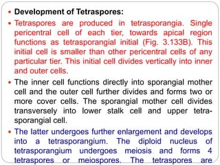 Development of Tetraspores:
 Tetraspores are produced in tetrasporangia. Single
pericentral cell of each tier, towards apical region
functions as tetrasporangial initial (Fig. 3.133B). This
initial cell is smaller than other pericentral cells of any
particular tier. This initial cell divides vertically into inner
and outer cells.
 The inner cell functions directly into sporangial mother
cell and the outer cell further divides and forms two or
more cover cells. The sporangial mother cell divides
transversely into lower stalk cell and upper tetra-
sporangial cell.
 The latter undergoes further enlargement and develops
into a tetrasporangium. The diploid nucleus of
tetrasporangium undergoes meiosis and forms 4
tetraspores or meiospores. The tetraspores are
 