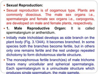 Sexual Reproduction:
 Sexual reproduction is of oogamous type. Plants are
commonly dioecious. The male sex organs i.e.,
spermatangia and female sex organs i.e., carpogonia,
are developed on male and female plants, respectively.
 1. Male Reproductive Organ: It is called
spermatangium or antheridium.
 Initially male trichoblast develops as side branch on the
plant body (Fig. 3.134A). It becomes branched. In some
species both the branches become fertile, but in others
only one remains fertile and the rest undergo repeated
dichotomy to form dichotomous sterile structure.
 The monosiphonous fertile branch(es) of male trichome
bears many unicellular and spherical spermatangia.
Each spermatangium is a uninucleate structure which
produces single spermatium, the male gamete.
 
