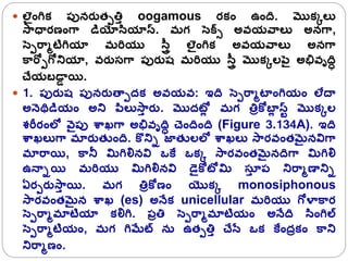  లెైంగ్రక్ పునరుతపతిా oogamous రక్ం ఉంద. మొక్కలక
స్ాధారణంగ్ా డియోసియాస్. మగ సెక్సి అవయవాలక అనగ్ా,
సెపరాోటిగ్రయా మరరయు స్ాై లెైంగ్రక్ అవయవాలక అనగ్ా
కారోపగ్ోనియా, వరుసగ్ా పురుష్ మరరయు స్ాై మొక్కలపెై అభివృది
చేయబడా
ా యి.
 1. పురుష్ పునరుతాపద్క్ అవయవ: ఇద సెపరాోటాంగ్రయం లేదా
అన్ెథడియం అని పిలకస్ా
ా రు. మొద్టో
ల మగ తిాకోబా
ల స్ి మొక్కల
శరీరంలో వెైపు శాఖగ్ా అభివృది చందంద (Figure 3.134A). ఇద
శాఖలకగ్ా మారుతుంద. కొనిి జాతులలో శాఖలక స్ారవంతమైనవిగ్ా
మారాయి, కానీ మిగ్రలినవి ఒకే ఒక్క స్ారవంతమైనదగ్ా మిగ్రలి
ఉన్ాియి మరరయు మిగ్రలినవి డైకోటోమి సయ
ా ప నిరాోణానిి
ఏరపరుస్ా
ా యి. మగ తిాకోణం యొక్క monosiphonous
స్ారవంతమైన శాఖ (es) అన్ేక్ unicellular మరరయు గ్ోళాకార
సెపరాోమాటియా క్లిగ్ర. పాతి సెపరాోమాటియం అన్ేద సింగ్రల్
సెపరాోటియం, మగ గ్రమేట్ న ఉతపతిా చేసట ఒక్ కేంద్ాక్ం కాని
నిరాోణం.
 