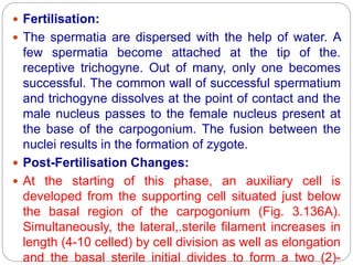  Fertilisation:
 The spermatia are dispersed with the help of water. A
few spermatia become attached at the tip of the.
receptive trichogyne. Out of many, only one becomes
successful. The common wall of successful spermatium
and trichogyne dissolves at the point of contact and the
male nucleus passes to the female nucleus present at
the base of the carpogonium. The fusion between the
nuclei results in the formation of zygote.
 Post-Fertilisation Changes:
 At the starting of this phase, an auxiliary cell is
developed from the supporting cell situated just below
the basal region of the carpogonium (Fig. 3.136A).
Simultaneously, the lateral,.sterile filament increases in
length (4-10 celled) by cell division as well as elongation
and the basal sterile initial divides to form a two (2)-
 