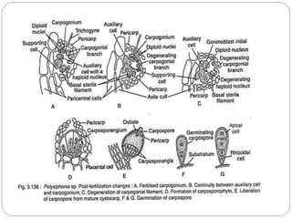 6. polysiphonia