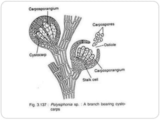 6. polysiphonia