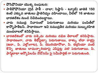  పో సిఫో నియా యొక్క సంఘటన:
 పాలిపో ఫో నియా (గ్రిడ్ పాలీ - చాలా; సిపా
ా న్ - టయూబ్) జాతికి 150
క్ంటే ఎక్కకవ జాతులక పా
ా తినిధ్ూం వహంచాయి, వీటిలో 16 జాతులక
భారతదేశం న ండి నివేదంచబడా
ా యి.
 వారు సముద్ా నివాసంలో పెరుగుతాయి మరరయు పంపిణీలో
కాస్ో ోపాలిటన్. స్ాధారణంగ్ా ఇవి సముద్ాతీర మరరయు స బుురహత
మండలాలలో క్నిపిస్ా
ా యి.
 భారతదేశంలో వారు పశ్చిమ మరరయు ద్క్షిణ తీరాలలో క్నిపిస్ా
ా రు.
స్ాధారణంగ్ా, వారు లిథోఫెైటాగా పెరుగుతాయి, రాళ్ళు లేదా రాళ్లపెై
(ఉదా., పి. ఎలో
ల ంగ్ాట), పి. యురరయోస్ో లా, పి. టెరలసియా వంటి
కొనిి జాతులక లామన్ాిరరయాపెై ఎపిఫెైటల వలె పెరుగుతాయి. పి.
ఫాసిగాటాటా అస్ో కఫిలమ్ న్ొడోసమ్ పెై సెమీపారైట్ గ్ా పెరుగుతుంద.
 