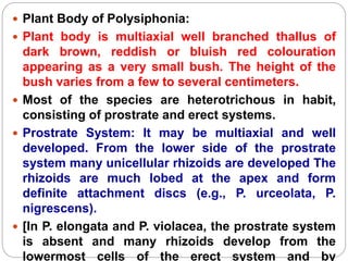  Plant Body of Polysiphonia:
 Plant body is multiaxial well branched thallus of
dark brown, reddish or bluish red colouration
appearing as a very small bush. The height of the
bush varies from a few to several centimeters.
 Most of the species are heterotrichous in habit,
consisting of prostrate and erect systems.
 Prostrate System: It may be multiaxial and well
developed. From the lower side of the prostrate
system many unicellular rhizoids are developed The
rhizoids are much lobed at the apex and form
definite attachment discs (e.g., P. urceolata, P.
nigrescens).
 [In P. elongata and P. violacea, the prostrate system
is absent and many rhizoids develop from the
lowermost cells of the erect system and by
 