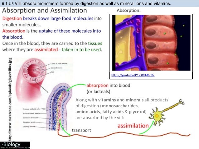 6.1 Digestion and Absorption (Chris Paine) | PDF