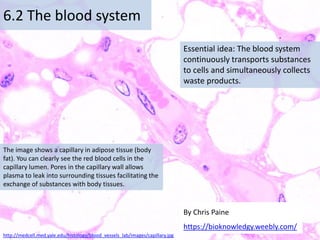 Essential idea: The blood system
continuously transports substances
to cells and simultaneously collects
waste products.
6.2 The blood system
By Chris Paine
https://bioknowledgy.weebly.com/
The image shows a capillary in adipose tissue (body
fat). You can clearly see the red blood cells in the
capillary lumen. Pores in the capillary wall allows
plasma to leak into surrounding tissues facilitating the
exchange of substances with body tissues.
http://medcell.med.yale.edu/histology/blood_vessels_lab/images/capillary.jpg
 