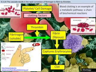 6.3.U4 The cascade results in the rapid conversion of fibrinogen to fibrin by thrombin.
http://www.footprints-
science.com/flash/Blood%20clotting.swf
 